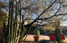 Sunset Walking Tour & Cactus Tasting: Desert Botanical Garden. 