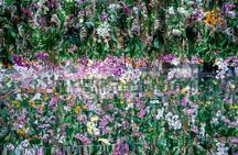 TeamLab Planets Art and Tsukiji Market Food Tour in Tokyo