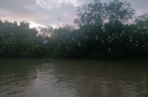 Sea Eagles+Fireflies+Glow Plankton from Kuala Lumpur