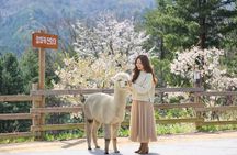 Nami+Alpaca+Garden of Morning Calm (+Rail Bike Option)