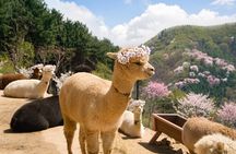 Nami+Alpaca+Garden of Morning Calm (+Rail Bike Option)