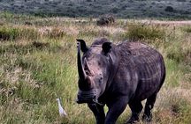 Nairobi National Park Half day trip with 4x4 Safari Land Cruiser