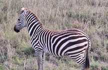 Nairobi National Park Half day trip with 4x4 Safari Land Cruiser