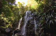 Springbrook Waterfalls and Natural Bridge Tour