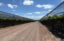 Private Transfer + Maipu Vinicolas