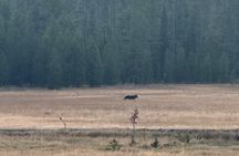 Yellowstone Wildlife Safari Day Tour