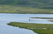 Yellowstone Wildlife Safari Day Tour