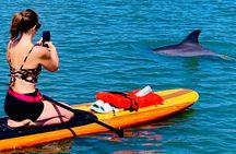 Dolphin and Manatee Paddleboard Tour