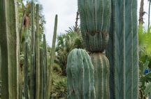 Majorelle Garden Berber and Ysl Museum Tickets Round Trip