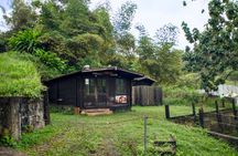 Grand Etang Rainforest - Hike & Swim (Small Group Adventure) 