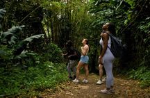Grand Etang Rainforest - Hike & Swim (Small Group Adventure) 