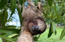 Roatan Private Wildlife Sloth Chocolate Rum and WestBay Beach Day