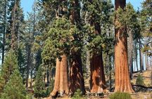 San Francisco to Kings Canyon and Yosemite 2 Day Tour