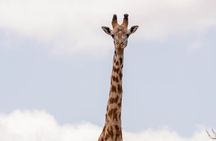 5 Day Mkomazi Rhino Safari
