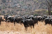 5 Day Mkomazi Rhino Safari