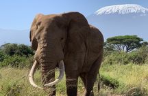 Amboseli National Park Wildlife Encounter 3 Days 2 Nights