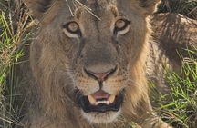 Amboseli National Park Wildlife Encounter 3 Days 2 Nights