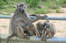 2 Day Tour Tsavo East Safari from Mombasa