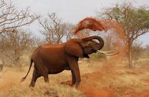 2 Day Tour Tsavo East Safari from Mombasa