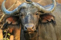 2 Day Tour Tsavo East Safari from Mombasa