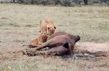 Amboseli National Park 3 Days Safari from Nairobi
