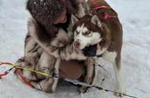 Rovaniemi Husky Adventure 2 or 5 km Ride with Transfers