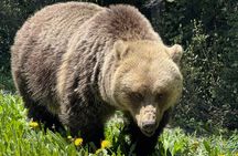 Explore Banff National Park from Calgary private Luxury Tour