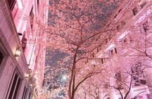 Tokyo Cherry Blossom Night Tour – Private Yozakura Experience