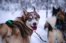 Rovaniemi Husky Adventure 2 or 5 km Ride with Transfers