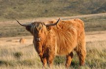Orkney: Independent Discovery