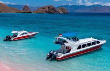 Exclusive Speed Boat Group Tour: One Day to Komodo Island