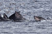 Whales and Lunch! Ketchikan's Premier Marine Mammal Viewing Tour