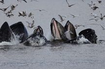 Whales and Lunch! Ketchikan's Premier Marine Mammal Viewing Tour