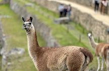 MACHU PICCHU : Private guide service 3 hours