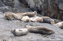 Prince William Sound 26 Glacier Cruise and Coach Package