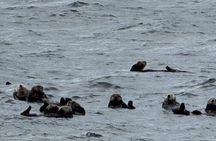 Prince William Sound 26 Glacier Cruise and Coach Package