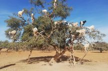 Day Trip To Essaouira From Marrakech