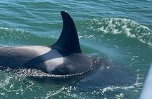 Whale Watching with a Peek at the Mendenhall Glacier