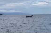 Whale Watching with a Peek at the Mendenhall Glacier