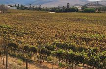 2 Day Private Weekend Tour in Valle de Guadalupe