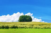 [Late Departure] Biei Best 5 Must-Visit Day Tour from Sapporo