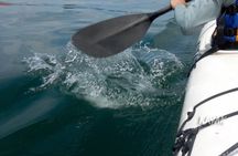 Kayak to Goat Island in Sydney Harbour with Local