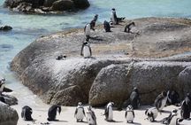 Table Mountain Penguins and Cape Point a Private Big 3 Elite Day