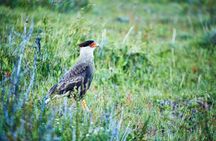Cerro Frías Experience Horse Ride