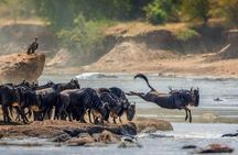3 Day Maasai Mara Group Safari Big Five Adventure from Nairobi