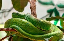 Selvatura Park: Herpetarium Tour in Monteverde