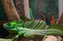 Selvatura Park: Herpetarium Tour in Monteverde