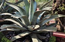 Early Access to Teotihuacan – Small Group, No Commercial Stops