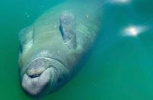 Mangroves & Hidden Beach Kayak Tour