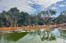 Crocoparc & Tree Goats: Unusual Adventure in Agadir